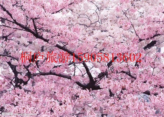 杭州桐庐哪里可以赏樱花