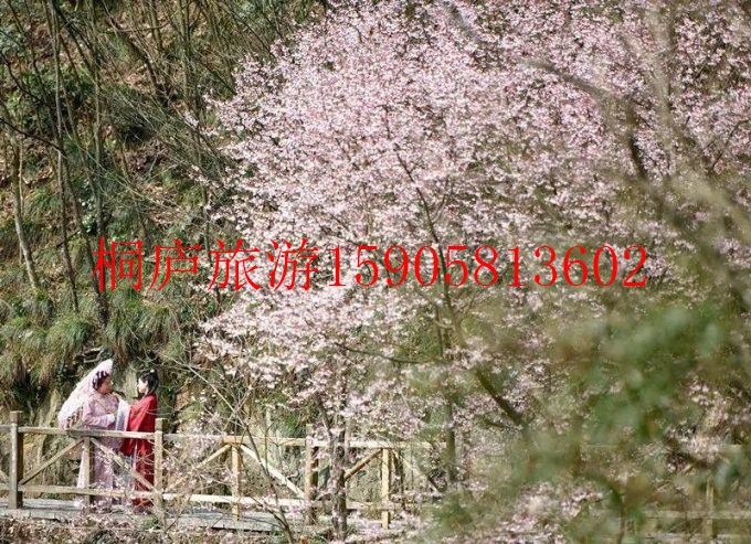 杭州桐庐哪里可以赏樱花